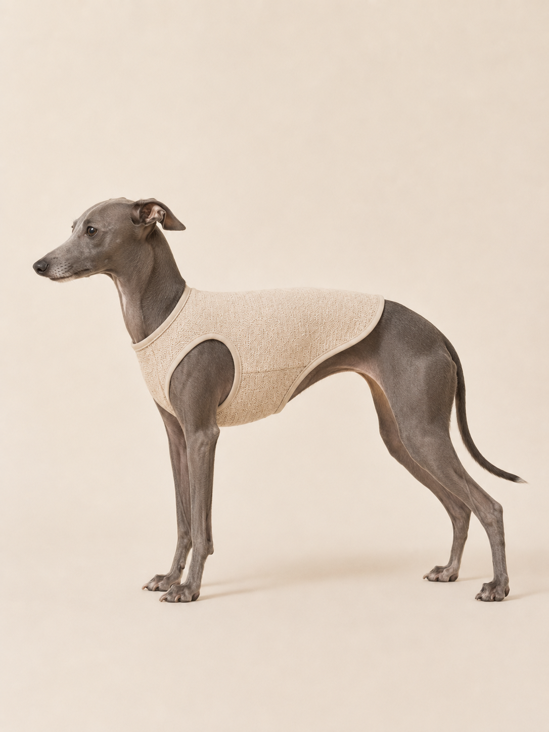 Italian Greyhound side view showing waistline fit