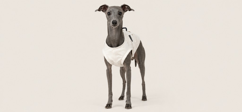 Sample: Italian Greyhound in outdoor vest